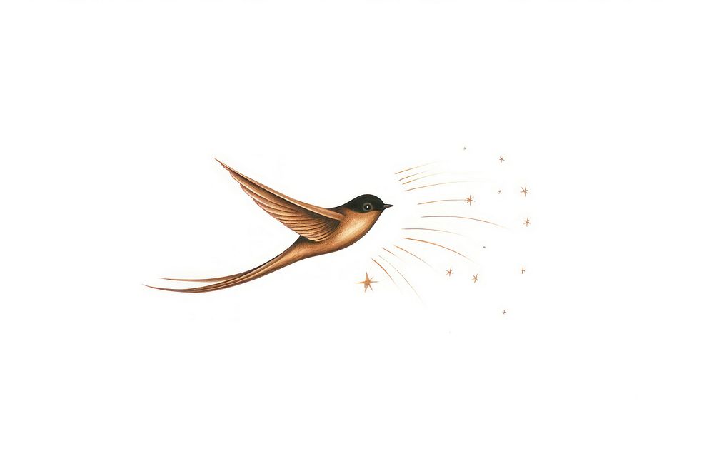 Barn swallow and star animal bird line.
