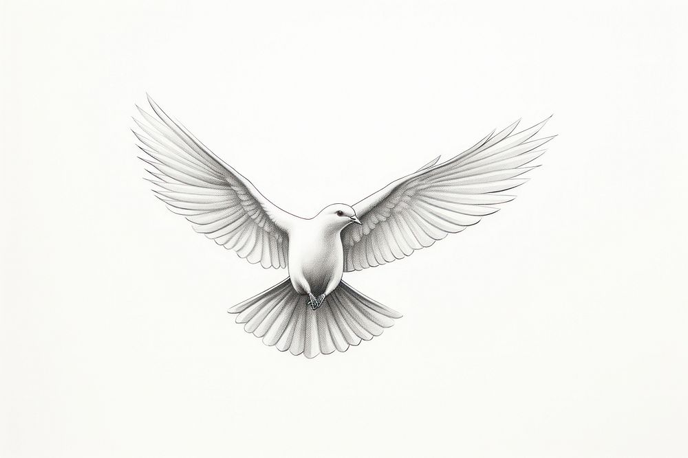 Dove animal flying white.
