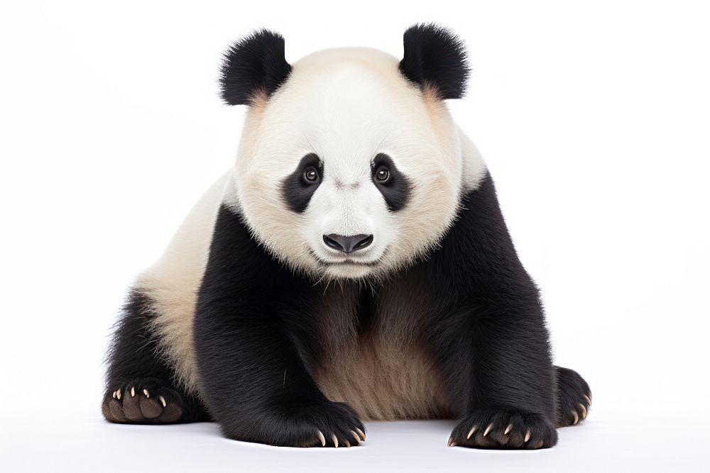 Giant panda wildlife animal mammal.