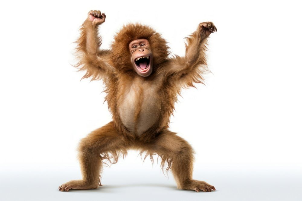 Happy smiling monkey dancing wildlife mammal animal.