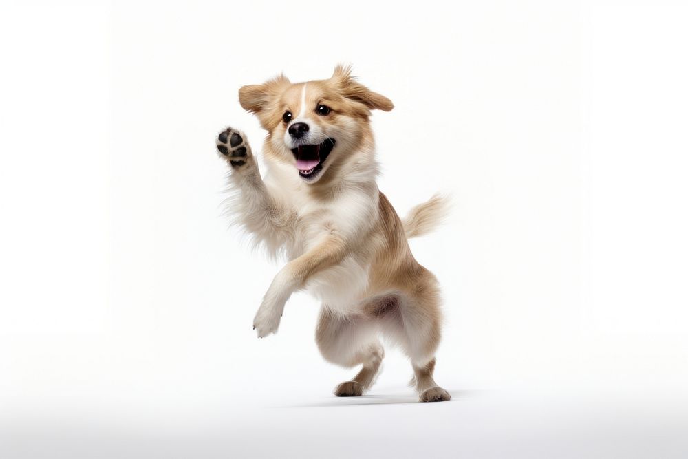Happy smiling dancing dog mammal animal puppy.