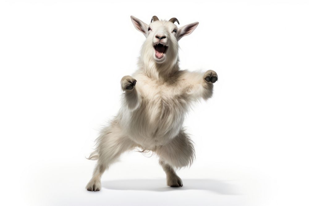 Happy smiling dancing goat mammal animal pet.