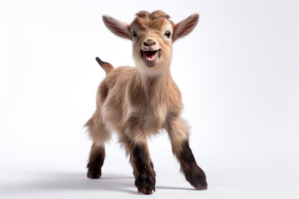 Happy smiling dancing Pygmy goat livestock mammal animal.