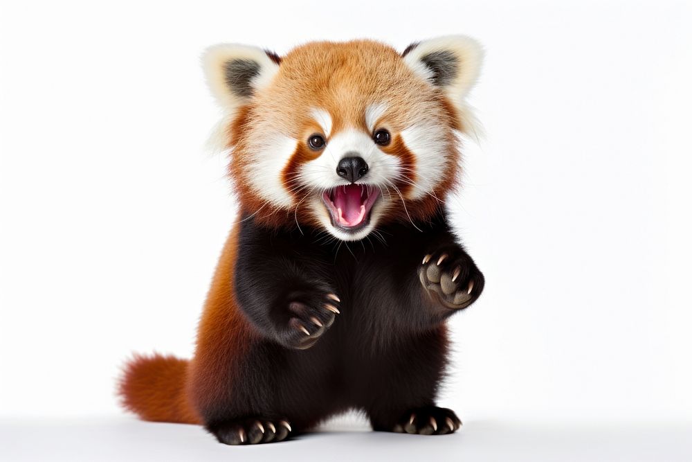 Happy smiling dancing red panda wildlife mammal animal.