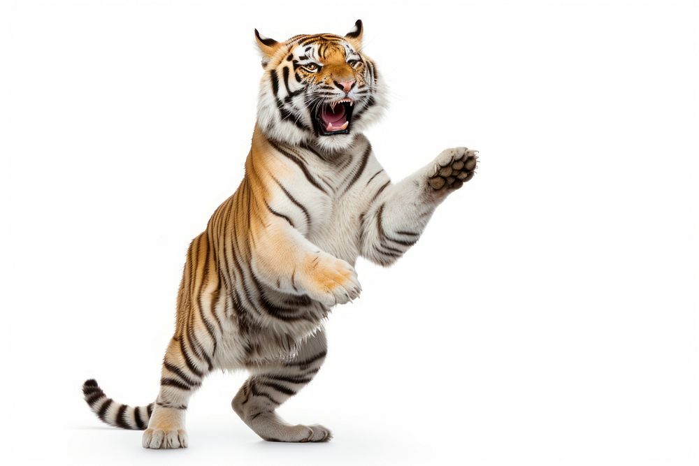 Happy smiling dancing tiger wildlife animal mammal.
