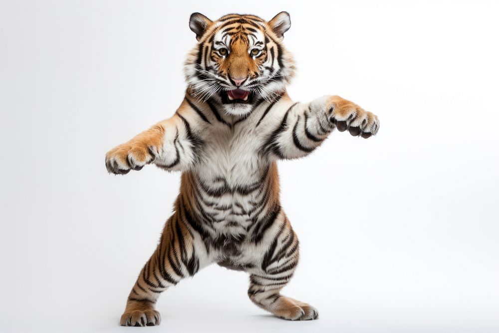 Happy smiling dancing tiger wildlife animal mammal.