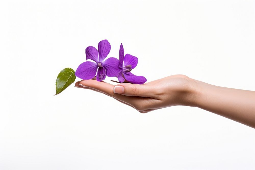 Purple flower on hand finger petal plant.