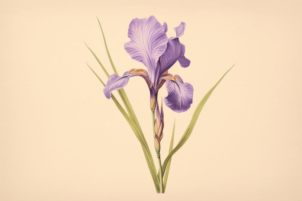 Vintage drawing iris flower purple sketch.