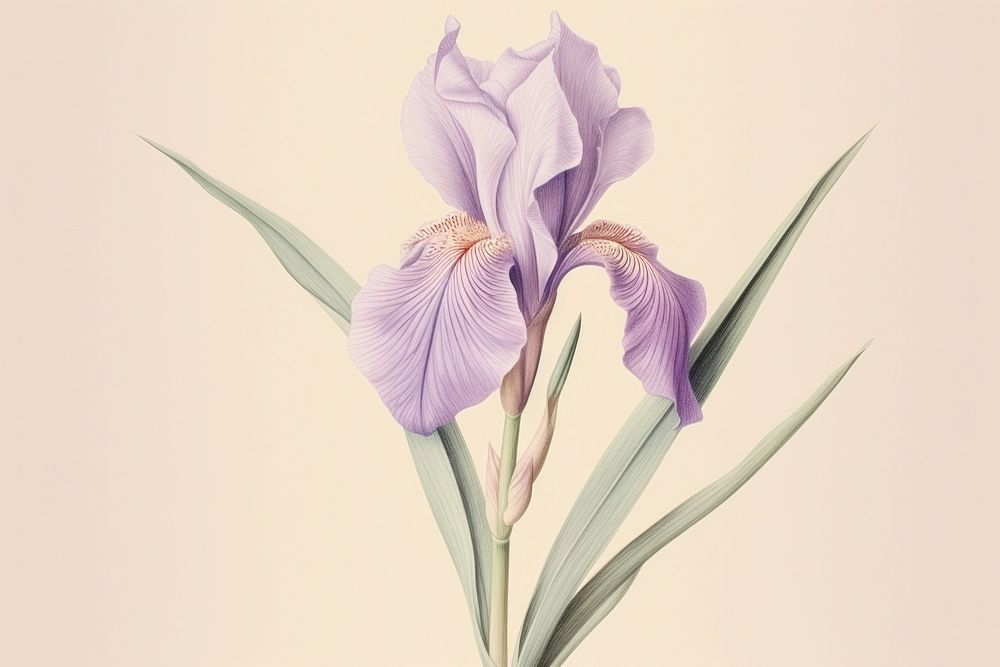 Vintage drawing iris flower sketch petal.