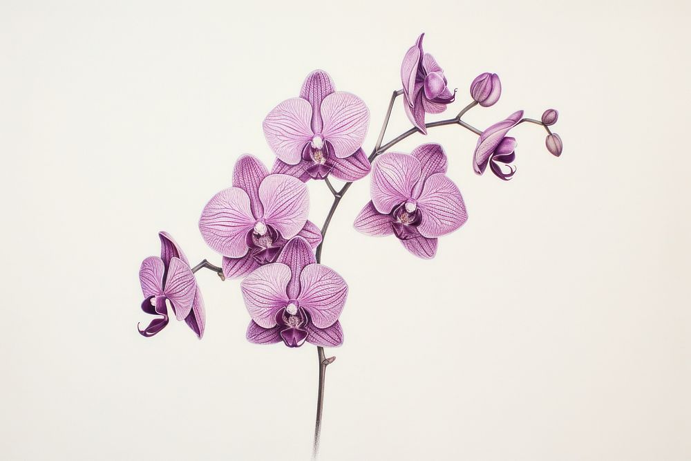 Vintage drawing purple orchid flower blossom sketch.