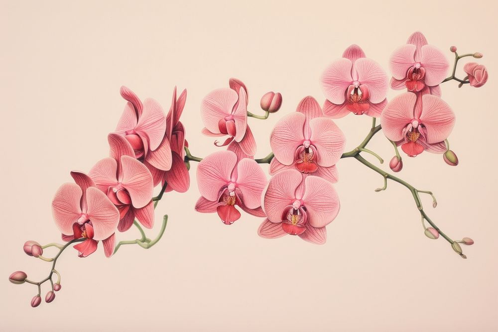 Vintage drawing pink orchid flower blossom petal.