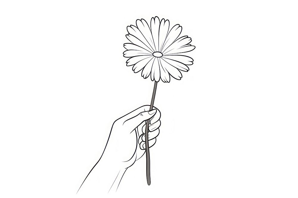 Daisy drawing holding flower.