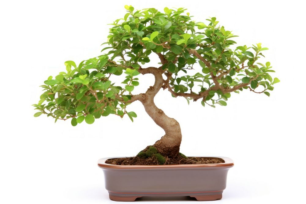 Indoor plant bonsai tree white background.