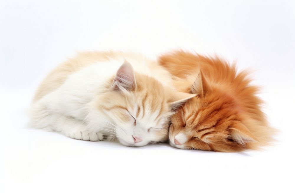 Kittens sleeping mammal animal.