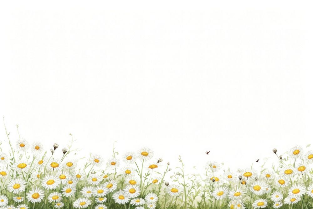 Daisy backgrounds outdoors flower.