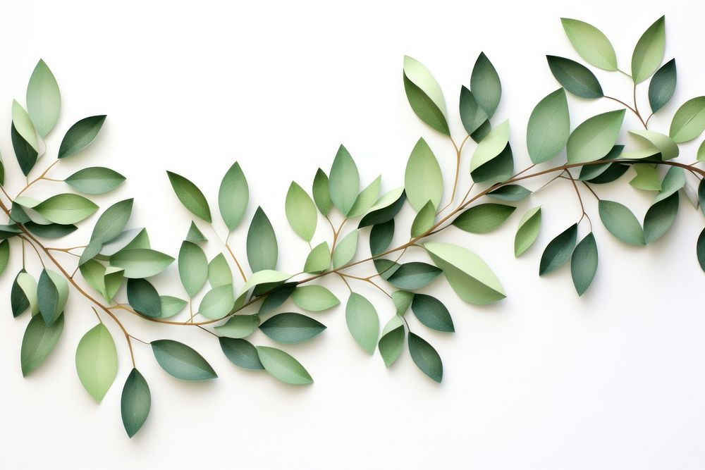 Eucalyptus leaf floral border plant white background pattern.