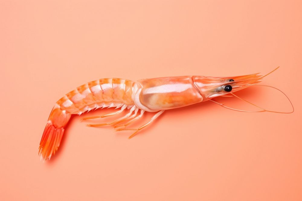 Shrimp seafood animal invertebrate.