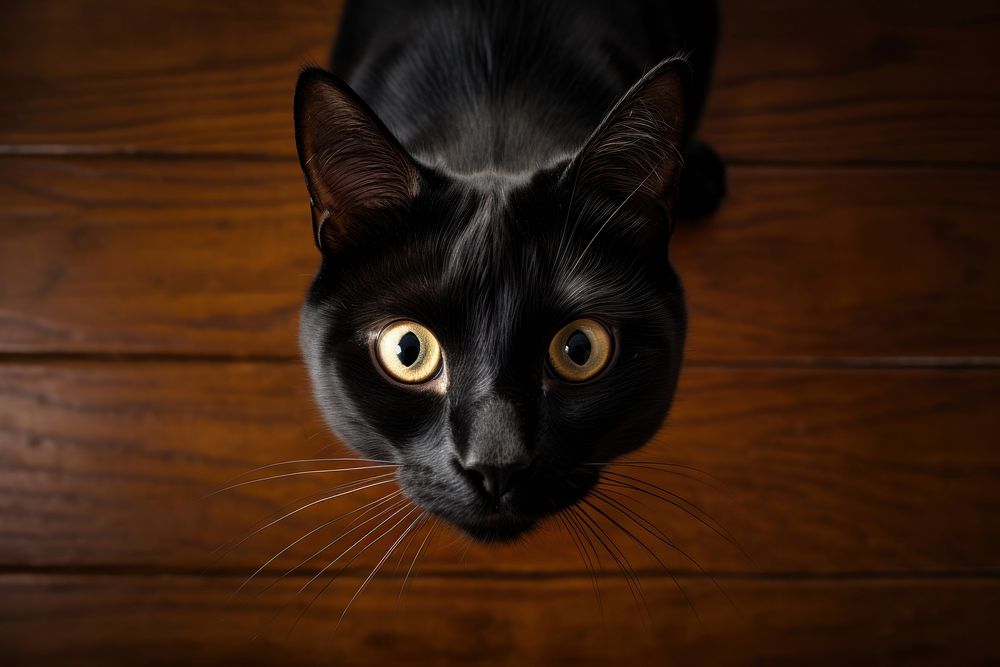 Black cat looking up at camera animal pet mammal.