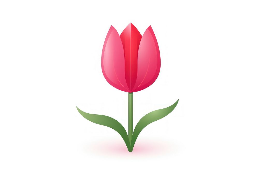 Tulip blossom flower plant.
