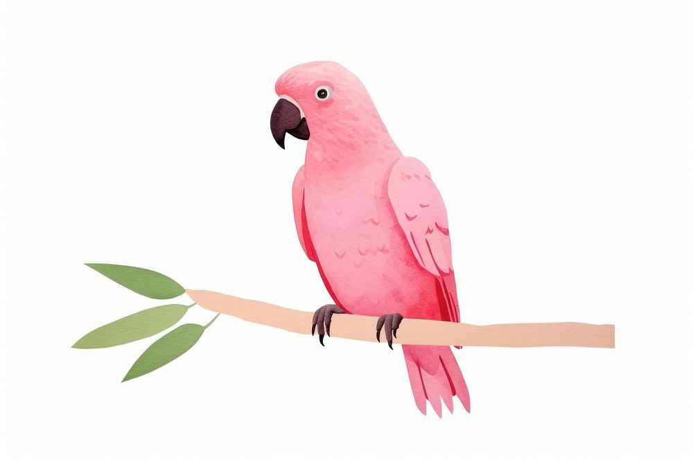 Pink parrot cockatoo animal bird.