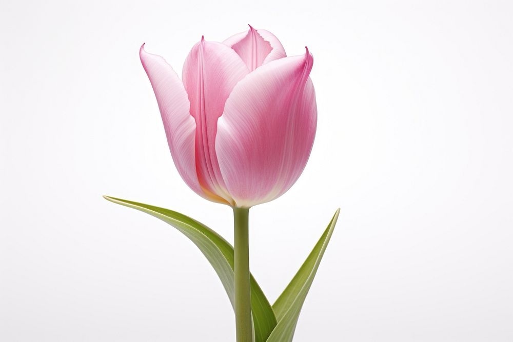 Tulip blossom flower plant.