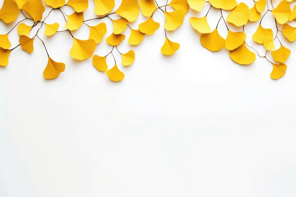 Yellow ginkgo leaves border backgrounds plant petal.