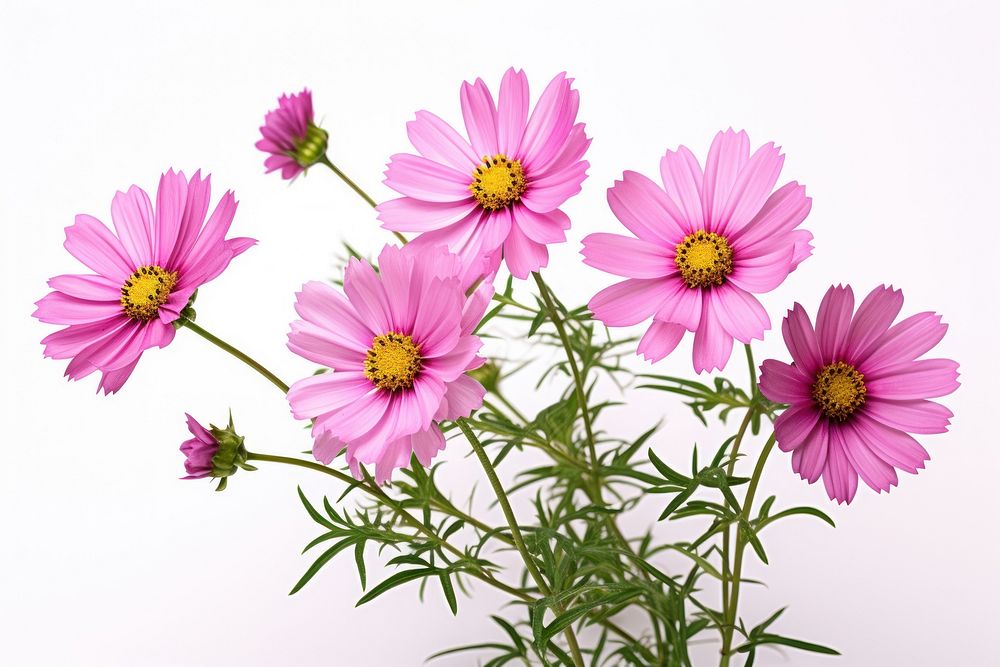 Mexican aster flower petal plant.