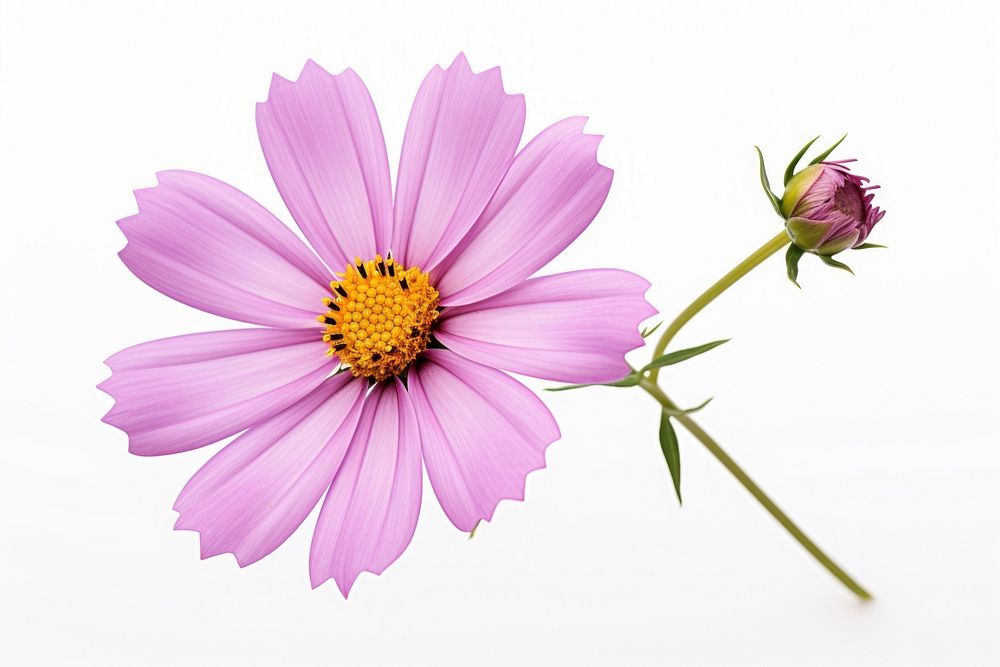 Mexican aster blossom flower petal.