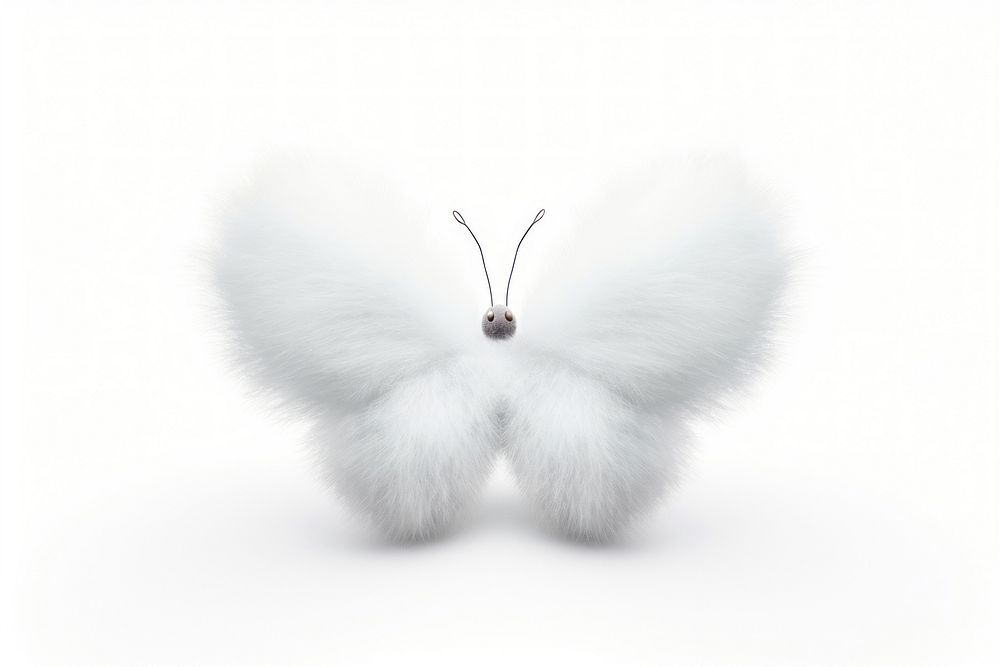Flying butterfly animal white white background.