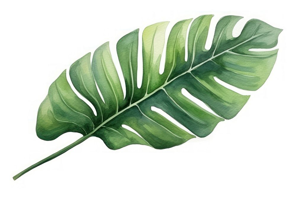 Tropical plant leaf freshness nature.