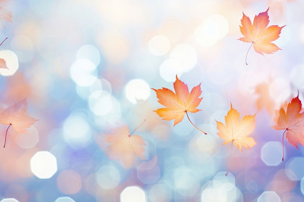Maple leaf pattern bokeh effect background backgrounds sunlight abstract.