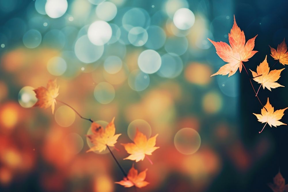 Maple leaf pattern bokeh effect background backgrounds abstract plant.