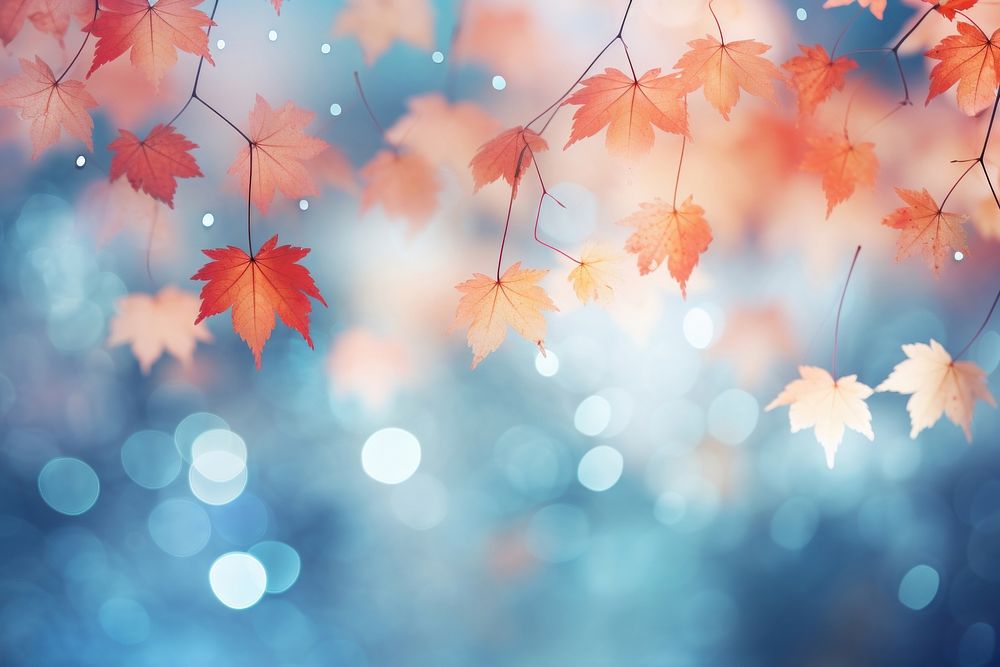 Maple leaf pattern bokeh effect background backgrounds abstract outdoors.