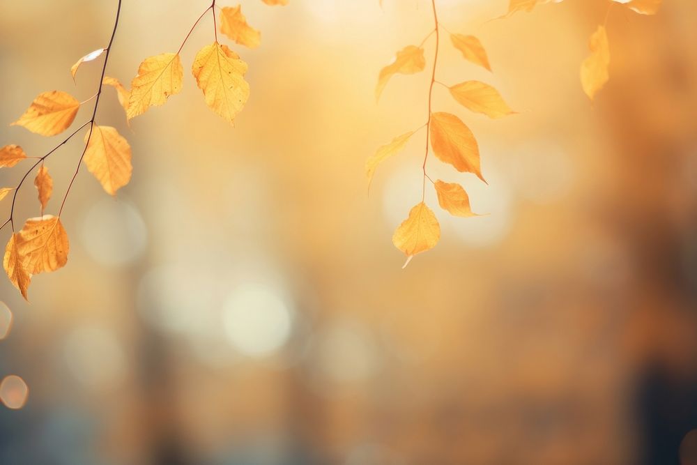 Autumn leaf bokeh effect background backgrounds sunlight outdoors.