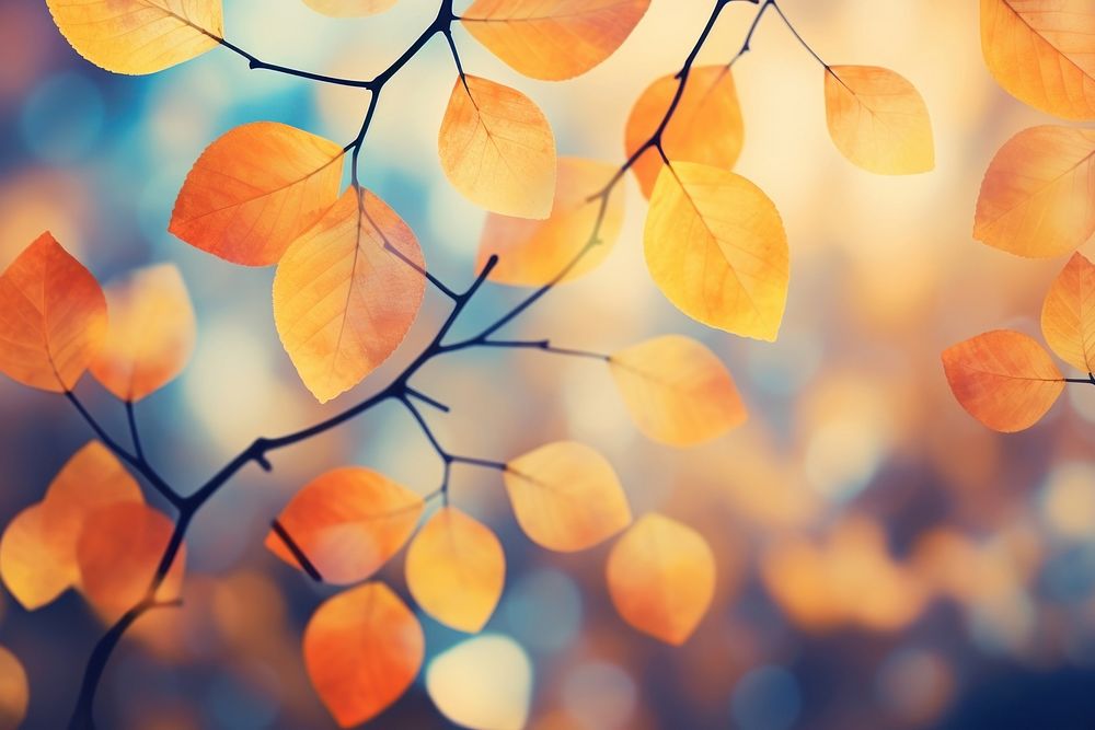 Autumn leaf pattern bokeh effect background backgrounds outdoors nature.