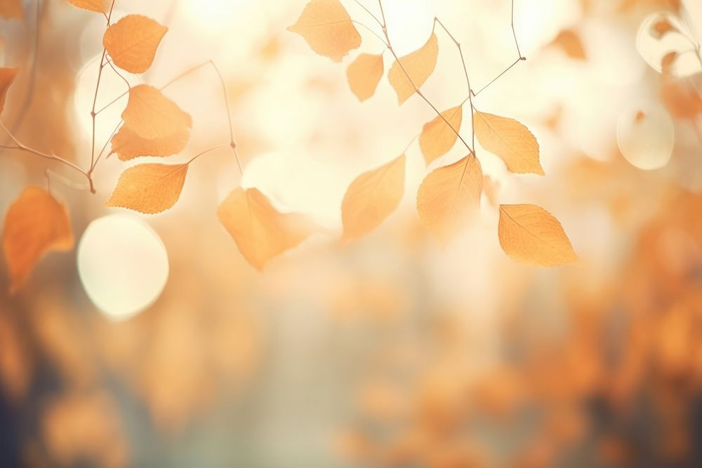 Autumn leaf pattern bokeh effect background backgrounds sunlight outdoors.