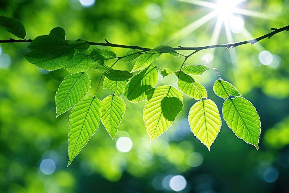 Green leaf of a summer nature sunlight outdoors.