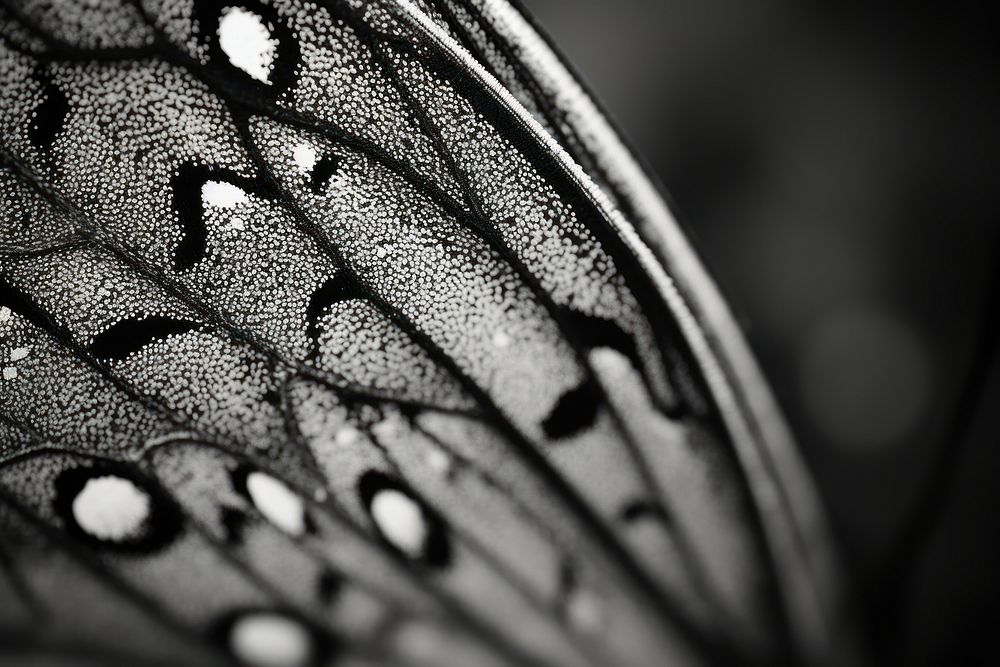 Butterfly backgrounds butterfly black.