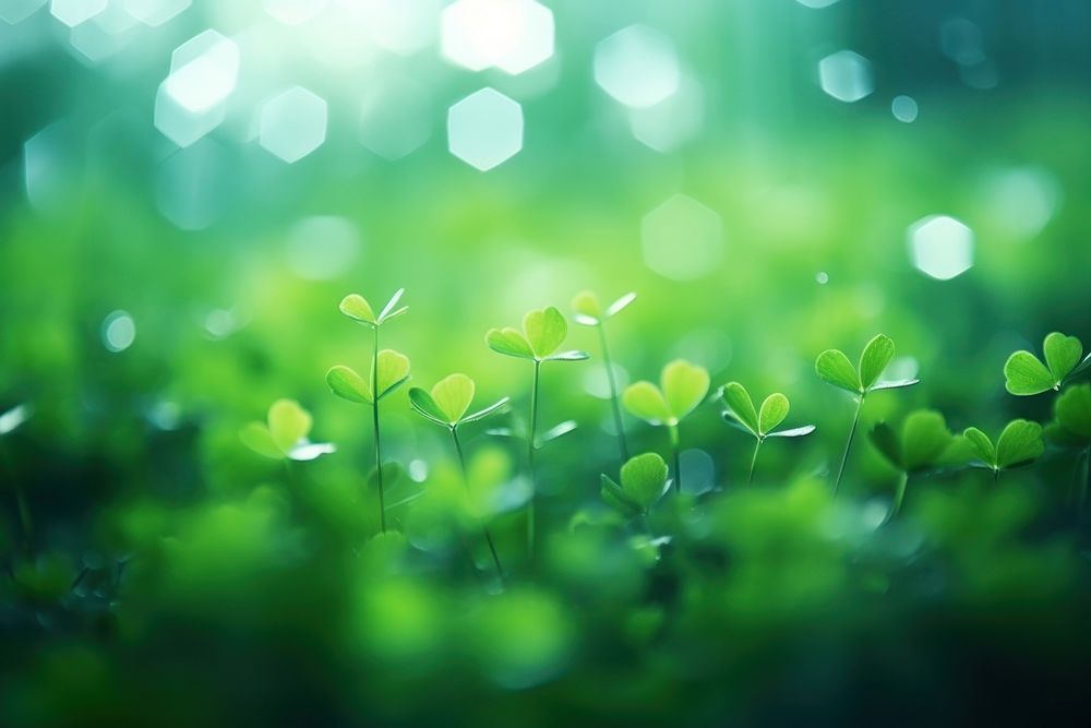 Clover leaf bokeh effect background backgrounds outdoors nature.