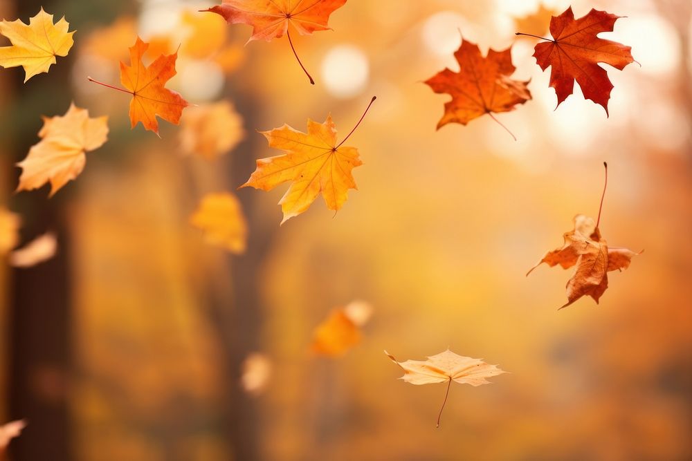Falling autumn maple backgrounds falling.