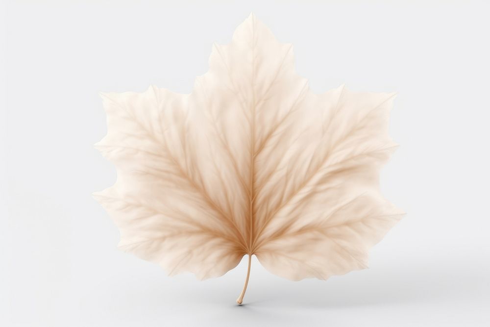 Maple leaf plant white tree.
