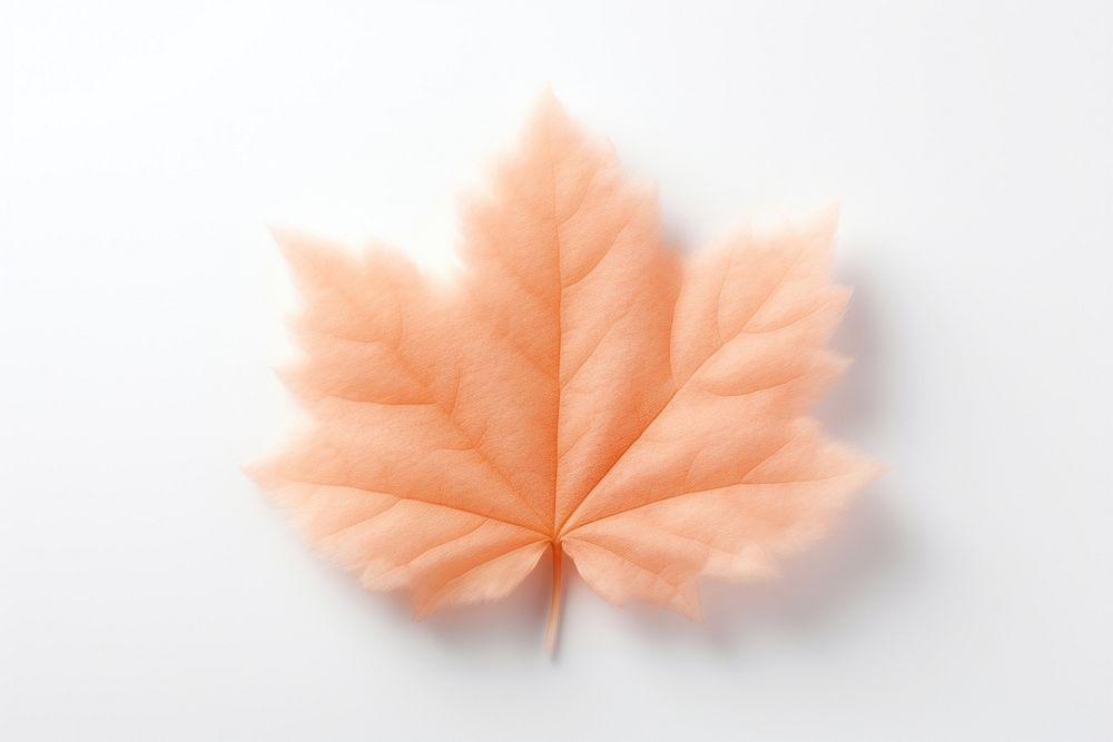 Maple leaf plant tree fragility.