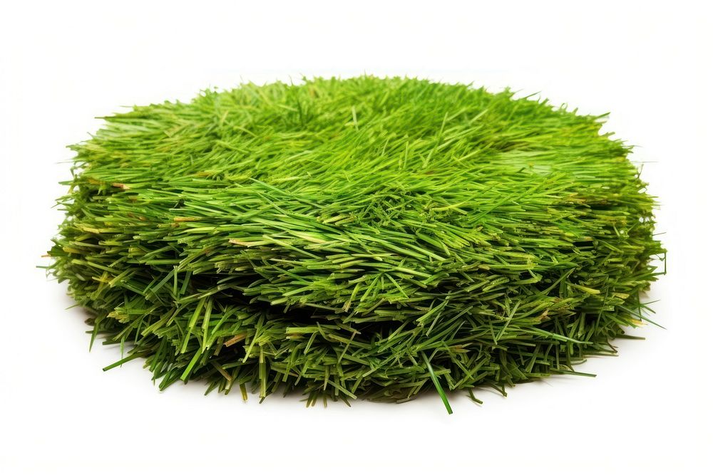 Grass grass plant lawn.