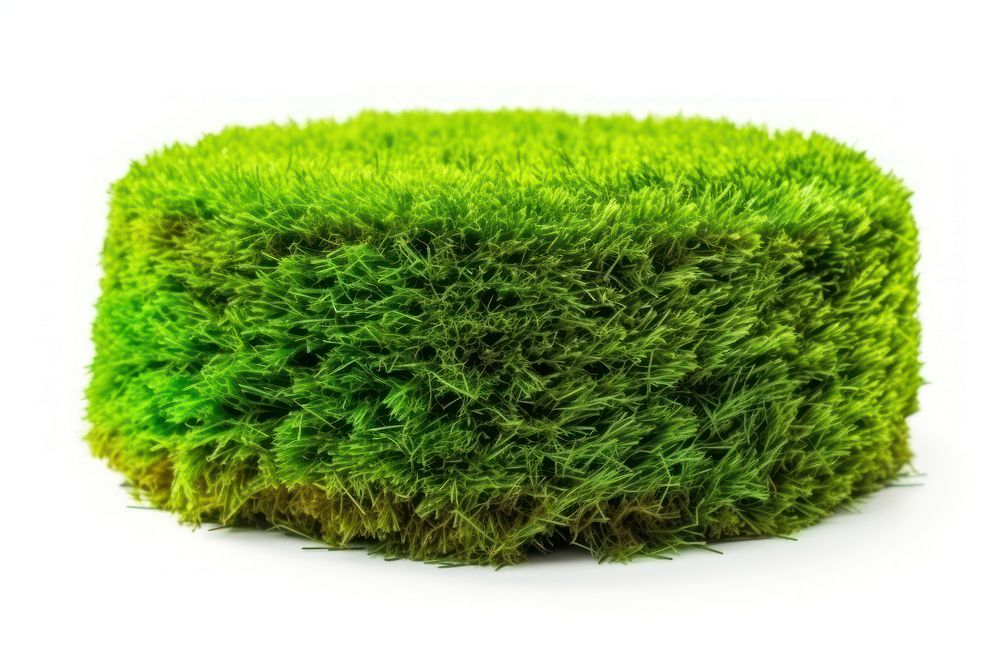 Grass grass plant moss.