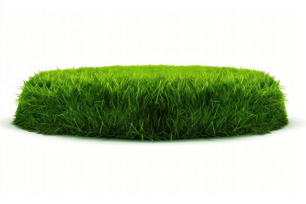 Grass grass plant lawn.