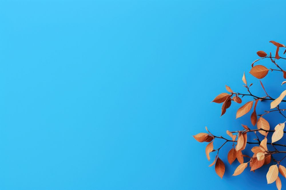 Leaves over blue wall backgrounds outdoors nature.