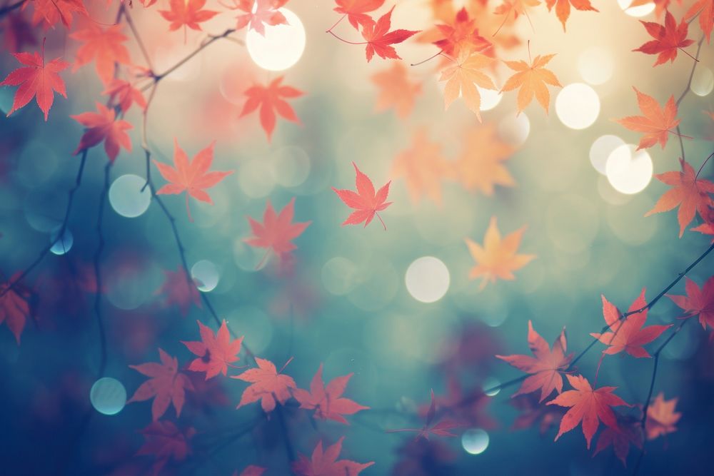 Maple leaf pattern bokeh effect background backgrounds outdoors nature.