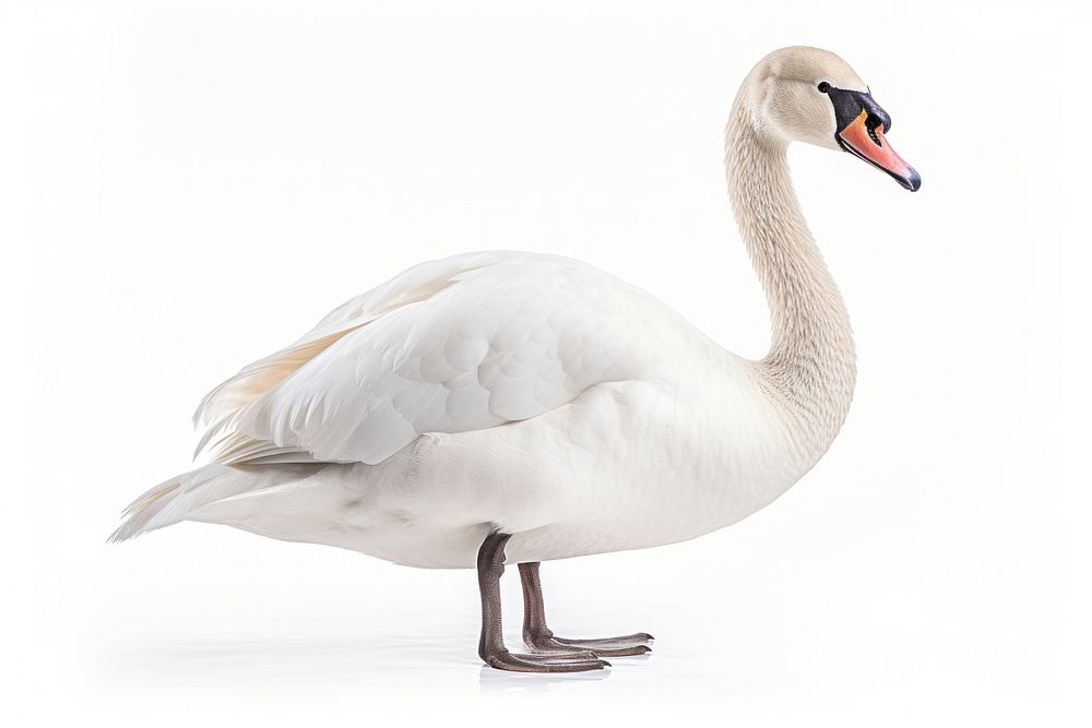 Swan swan animal goose.