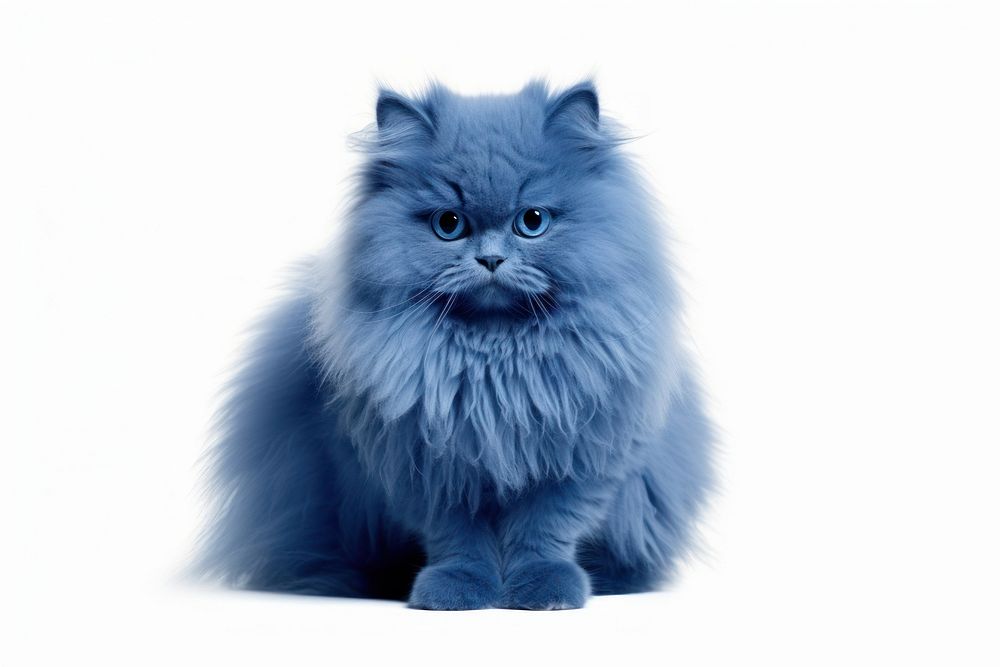 Cat mammal animal blue.
