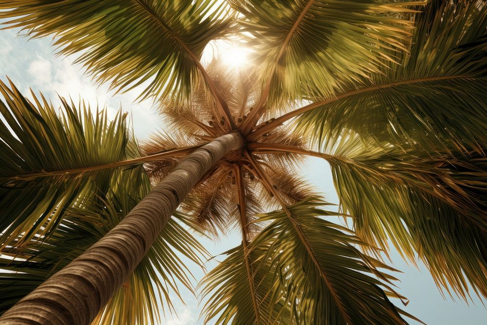 Natural Palm Summer sunlight outdoors nature.